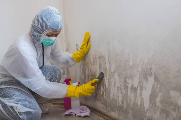 Best Mold Removal for HVAC Installations  in Inez, TX